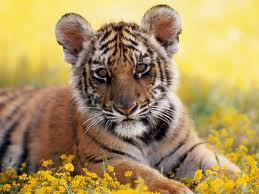Baby Tiger